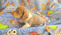 Daisy's piebald female wirehair , a female Miniature Dachshund for sale in Omaha, NE – 9 of 10