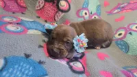 Daisy's piebald shorthair , a male Miniature Dachshund for sale in Omaha, NE – 4 of 7