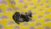 Fern dapple , a male Miniature Dachshund for sale in Omaha, NE – 4 of 10
