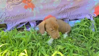 Daisy's piebald wirehair , a male Miniature Dachshund for sale in Omaha, NE – 3 of 9