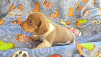 Daisy's piebald female wirehair , a female Miniature Dachshund for sale in Omaha, NE – 7 of 10