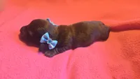 Daisy's brindle wirehair, a male Miniature Dachshund for sale in Omaha, NE – 1 of 10