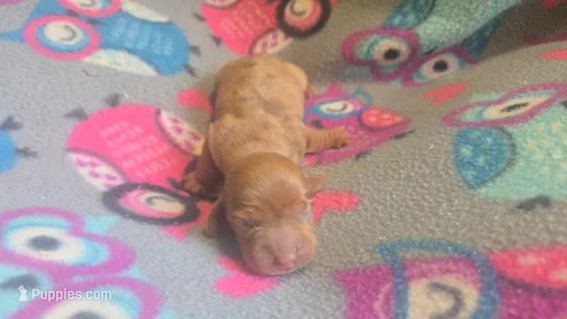 Rose's dapple female  – Miniature Dachshund puppy on hold in Omaha, NE