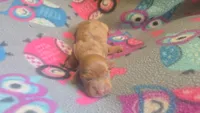 Rose's dapple female , a female Miniature Dachshund for sale in Omaha, NE – 1 of 6