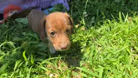Daisy's piebald wirehair , a male Miniature Dachshund for sale in Omaha, NE – 8 of 9