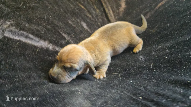 Fern brindle  – Miniature Dachshund puppy for sale in Omaha, NE