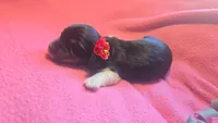 Daisy's black and tan piebald wirehair, a female Miniature Dachshund for sale in Omaha, NE – 6 of 10