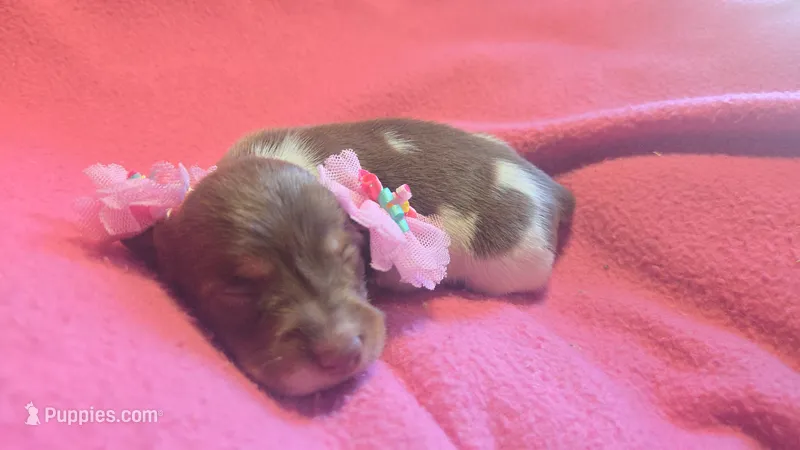 Daisy's piebald female  – Miniature Dachshund puppy for sale in Omaha, NE