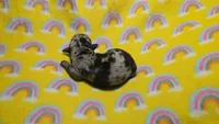 Fern dapple , a male Miniature Dachshund for sale in Omaha, NE – 2 of 10