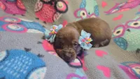Daisy's piebald shorthair , a male Miniature Dachshund for sale in Omaha, NE – 7 of 7