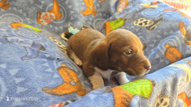 Daisy's piebald shorthair  – Miniature Dachshund puppy on hold in Omaha, NE