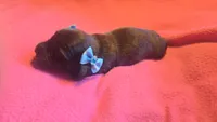 Daisy's brindle wirehair, a male Miniature Dachshund for sale in Omaha, NE – 2 of 10
