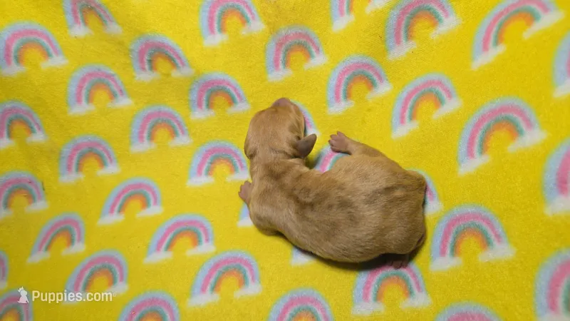 Fern red dapple  – Miniature Dachshund puppy for sale in Omaha, NE
