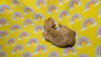 Fern red dapple , a male Miniature Dachshund for sale in Omaha, NE – 1 of 10