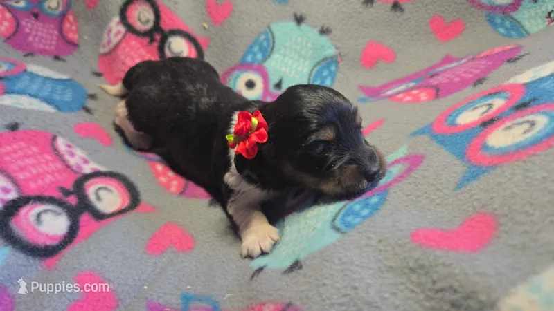 Daisy's black and tan piebald wirehair – Miniature Dachshund puppy for sale in Omaha, NE