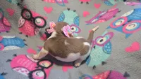 Daisy's piebald female shorthair , a female Miniature Dachshund for sale in Omaha, NE – 5 of 7
