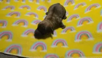 Fern brindle , a male Miniature Dachshund for sale in Omaha, NE – 6 of 10