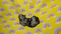 Fern dapple , a male Miniature Dachshund for sale in Omaha, NE – 10 of 10