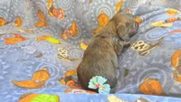 Daisy's brindle longhair, a male Miniature Dachshund for sale in Omaha, NE – 3 of 8