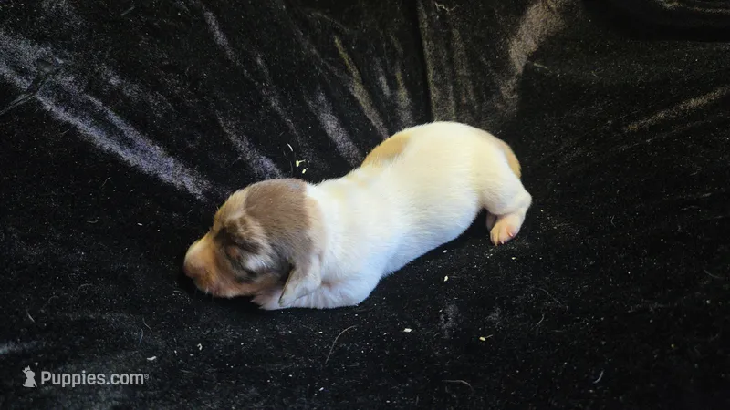 Ferns dapple piebald  – Miniature Dachshund puppy for sale in Omaha, NE