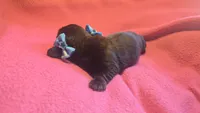 Daisy's brindle wirehair, a male Miniature Dachshund for sale in Omaha, NE – 4 of 10