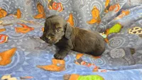 Daisy's brindle longhair, a male Miniature Dachshund for sale in Omaha, NE – 5 of 8
