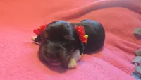 Daisy's black and tan piebald wirehair, a female Miniature Dachshund for sale in Omaha, NE – 3 of 10
