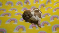 Ferns piebald , a female Miniature Dachshund for sale in Omaha, NE – 9 of 10