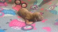 Rose's dapple female , a female Miniature Dachshund for sale in Omaha, NE – 3 of 6