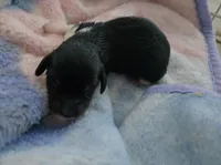 Daisy's black and tan piebald , a female Miniature Dachshund for sale in Omaha, NE – 2 of 6