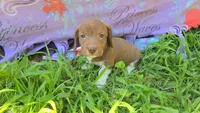 Daisy's piebald wirehair , a male Miniature Dachshund for sale in Omaha, NE – 7 of 9