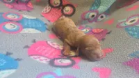 Rose's dapple female , a female Miniature Dachshund for sale in Omaha, NE – 5 of 6