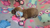Daisy's piebald shorthair , a male Miniature Dachshund for sale in Omaha, NE – 3 of 7