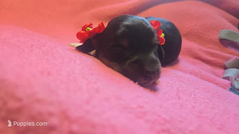 Daisy's black and tan piebald  – Miniature Dachshund puppy for sale in Omaha, NE