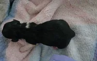 Daisy's black and tan piebald , a female Miniature Dachshund for sale in Omaha, NE – 3 of 6