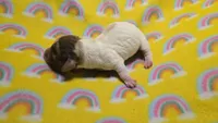 Ferns dapple piebald , a male Miniature Dachshund for sale in Omaha, NE – 7 of 10
