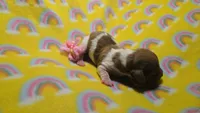 Ferns piebald , a female Miniature Dachshund for sale in Omaha, NE – 2 of 10