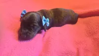 Daisy's brindle wirehair, a male Miniature Dachshund for sale in Omaha, NE – 7 of 10