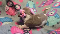 Daisy's piebald female shorthair , a female Miniature Dachshund for sale in Omaha, NE – 7 of 7