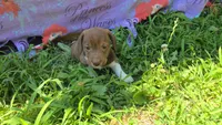 Daisy's piebald wirehair , a male Miniature Dachshund for sale in Omaha, NE – 5 of 9