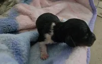 Daisy's black and tan piebald , a female Miniature Dachshund for sale in Omaha, NE – 4 of 6
