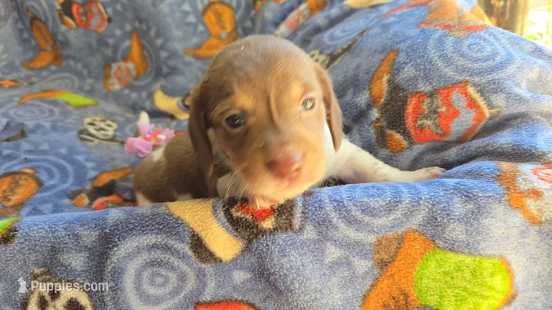 Daisy's piebald female wirehair  – Miniature Dachshund puppy for sale in Omaha, NE