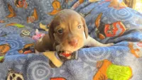 Daisy's piebald female wirehair , a female Miniature Dachshund for sale in Omaha, NE – 1 of 10