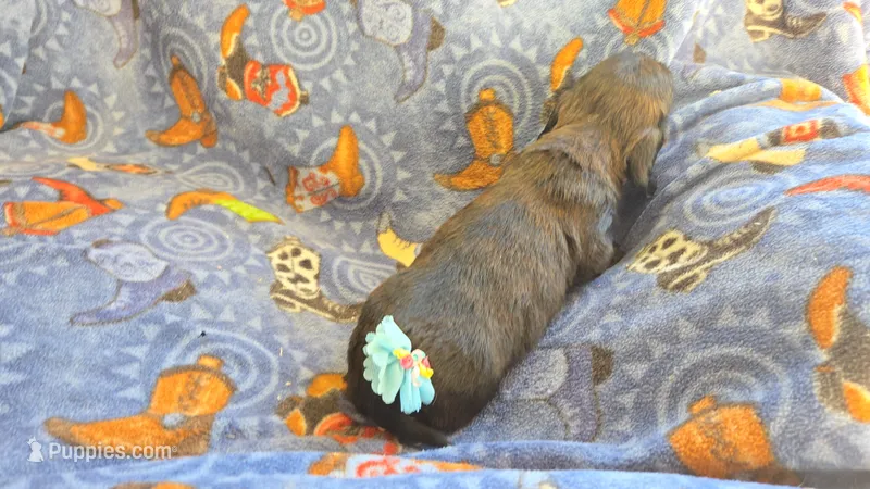 Daisy's brindle longhair – Miniature Dachshund puppy on hold in Omaha, NE