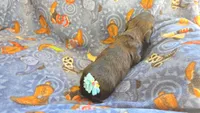 Daisy's brindle longhair, a male Miniature Dachshund for sale in Omaha, NE – 1 of 8