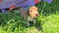 Daisy's piebald wirehair , a male Miniature Dachshund for sale in Omaha, NE – 1 of 9