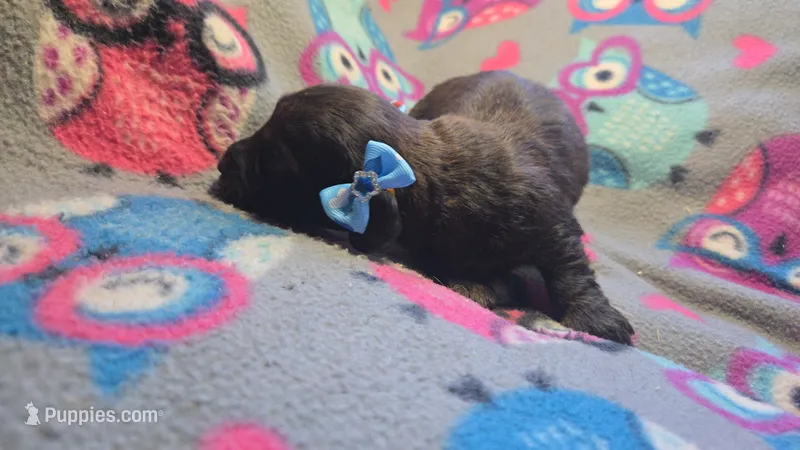 Daisy's brindle wirehair – Miniature Dachshund puppy for sale in Omaha, NE