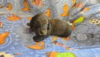 Daisy's brindle longhair, a male Miniature Dachshund for sale in Omaha, NE – 7 of 8