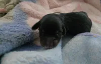 Daisy's black and tan piebald , a female Miniature Dachshund for sale in Omaha, NE – 5 of 6