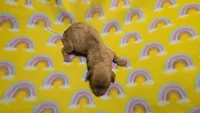Fern red dapple , a male Miniature Dachshund for sale in Omaha, NE – 3 of 10